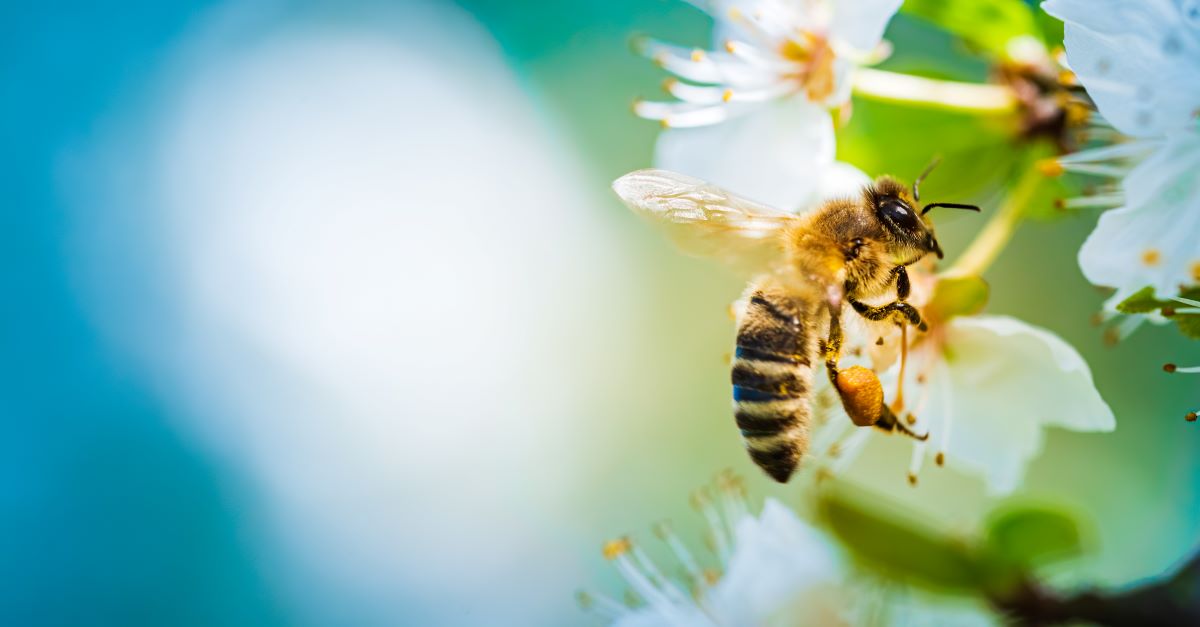 Bienen schützen in Heilbronn – Garten naturnah gestalten