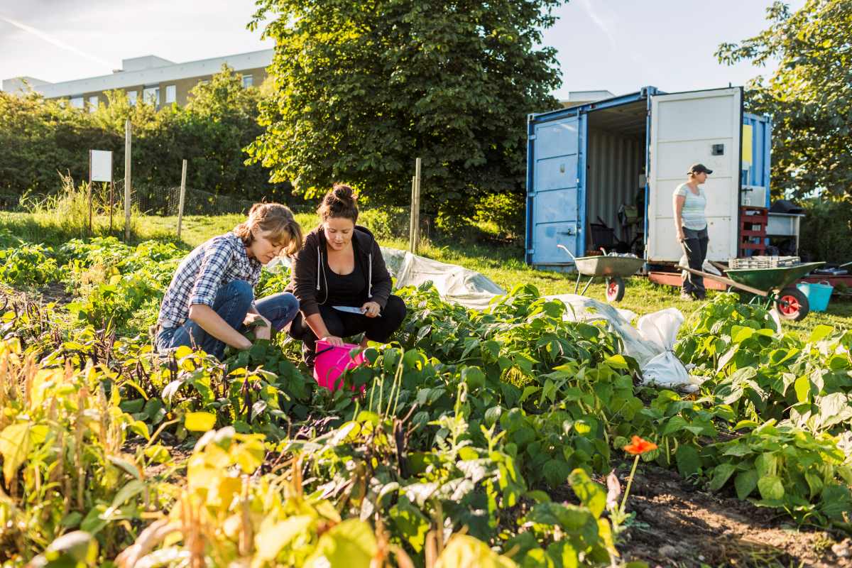 Gemeinschaftsgarten in Heilbronn anlegen – gemeinsam gärtner