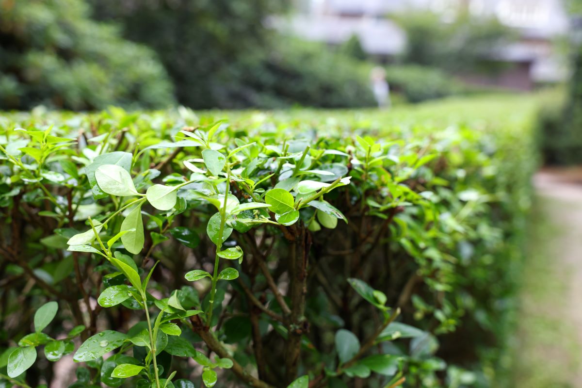 Hecke schneiden: Wann ist es erlaubt? Schonzeit & beste Zeit