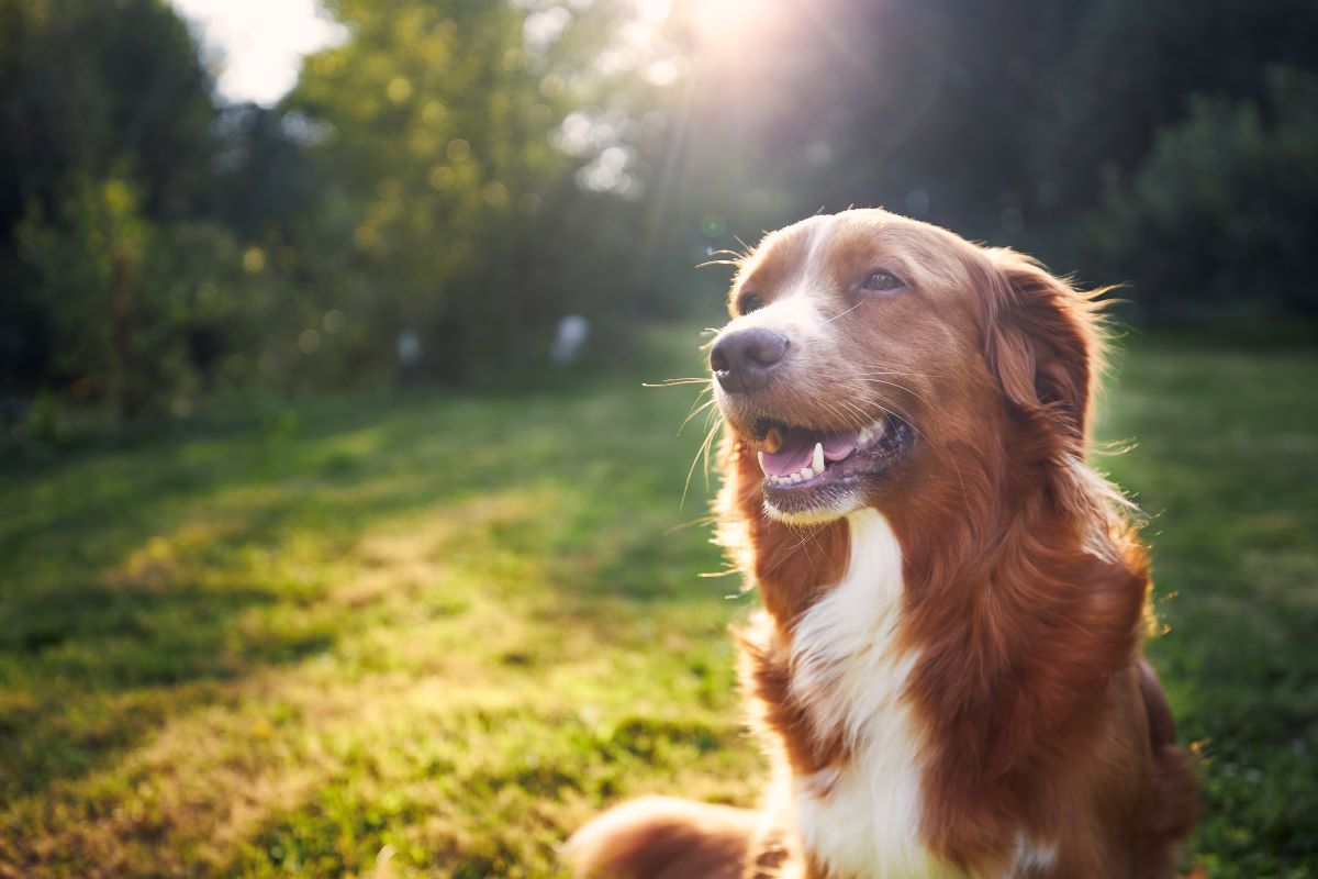Hund vermisst in Heilbronn – erste Schritte & Tipps