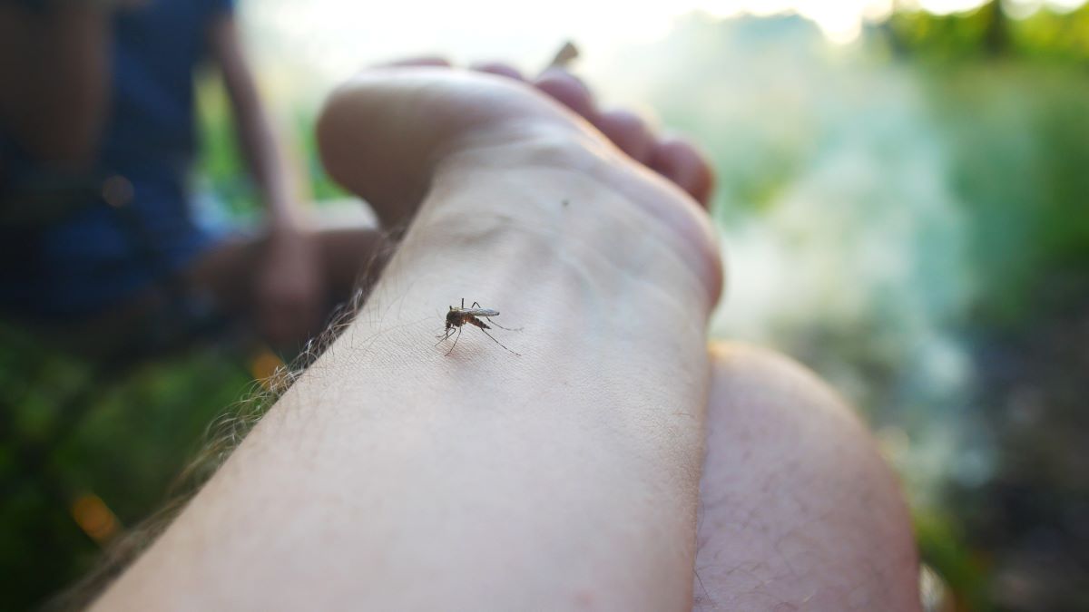 Insektenstiche in Heilbronn — Erste Hilfe und richtige Vorsi