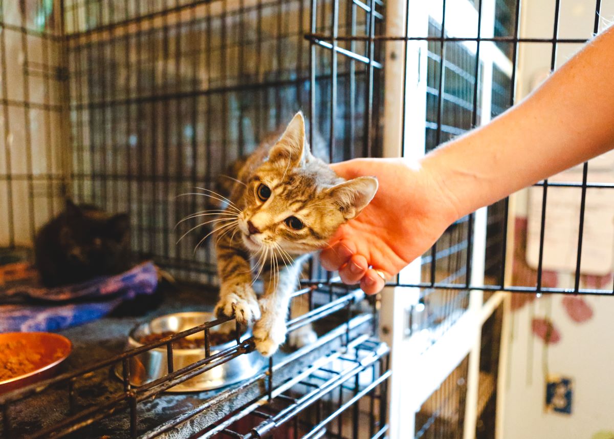 Katze mikrochippen Heilbronn — warum es wichtig ist