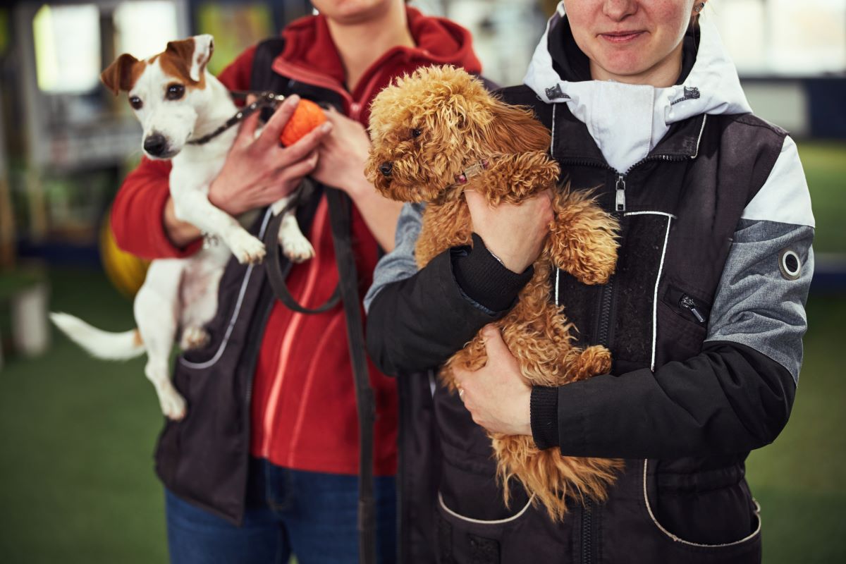 Tierheim Adoption statt Kauf in Heilbronn